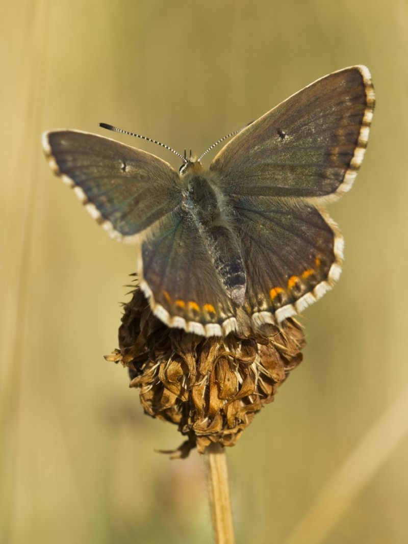 Tutte Polyommatus coridon?  S !